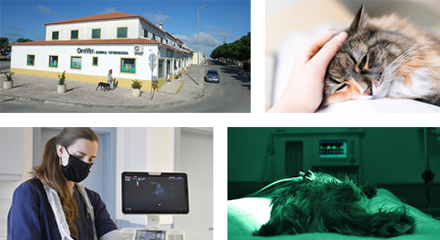 optivet-a-clinica-homenew